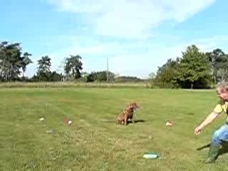 Le cercle infernal : entraînement spécial Retriever