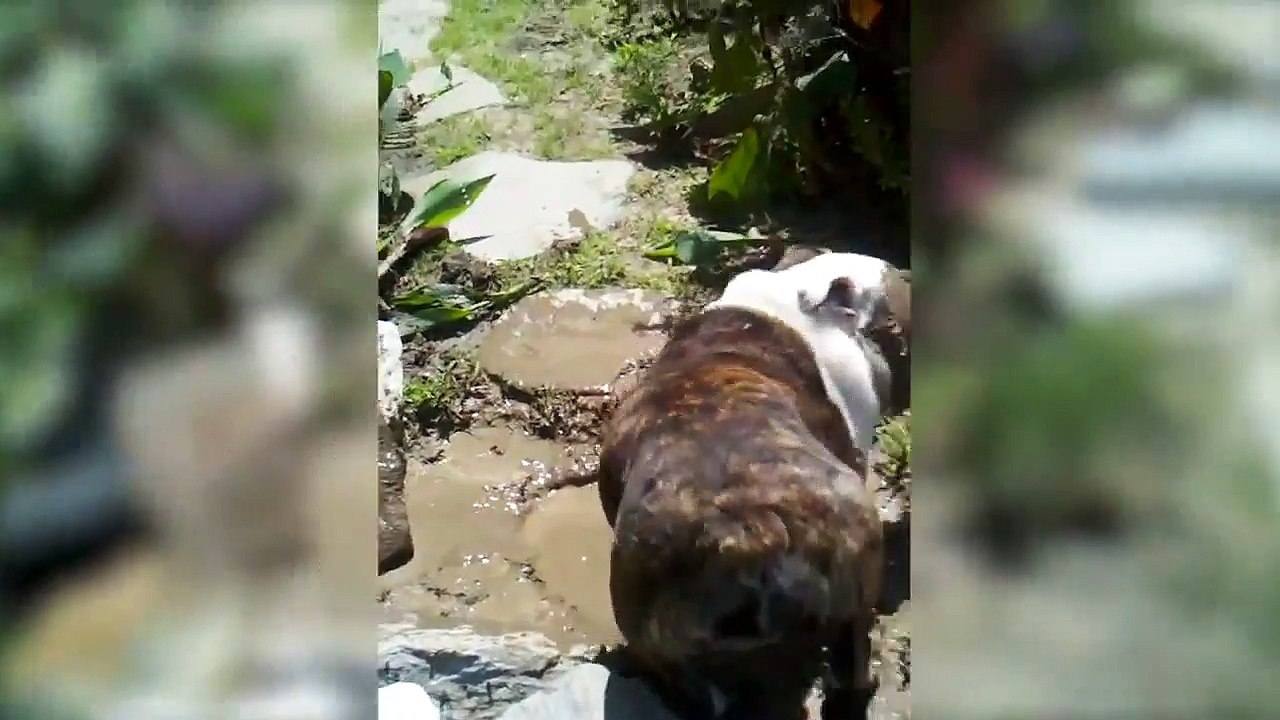Quand ton chien a fait de grosses bêtises - Compilation animaux LOL