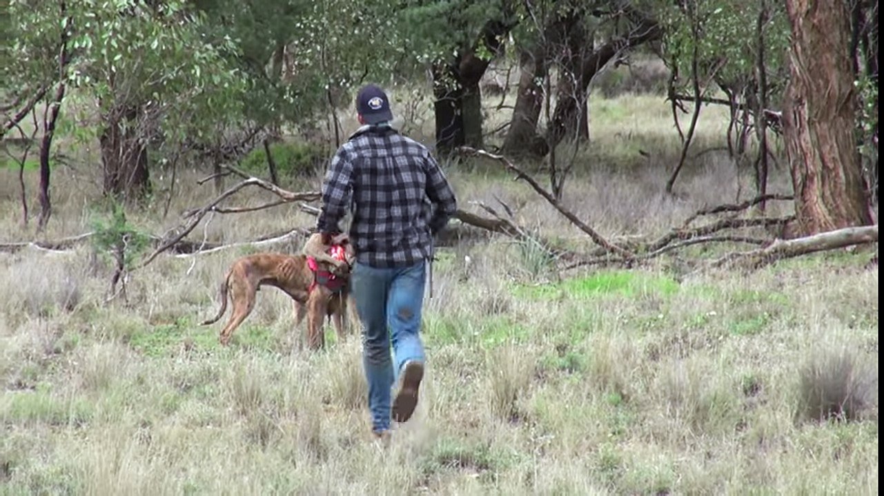 Il boxe un kangourou pour sauver son chien, aujourd'hui il risque de perdre son travail...