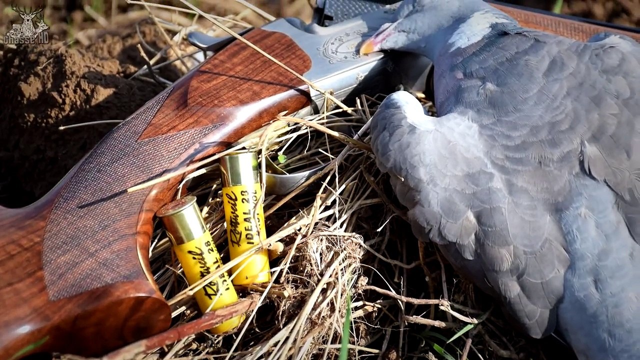 Chasse du pigeon aux formes - Multi-caméras