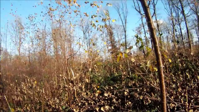 Chasse aux sangliers en battue - Triple caméras embarquées