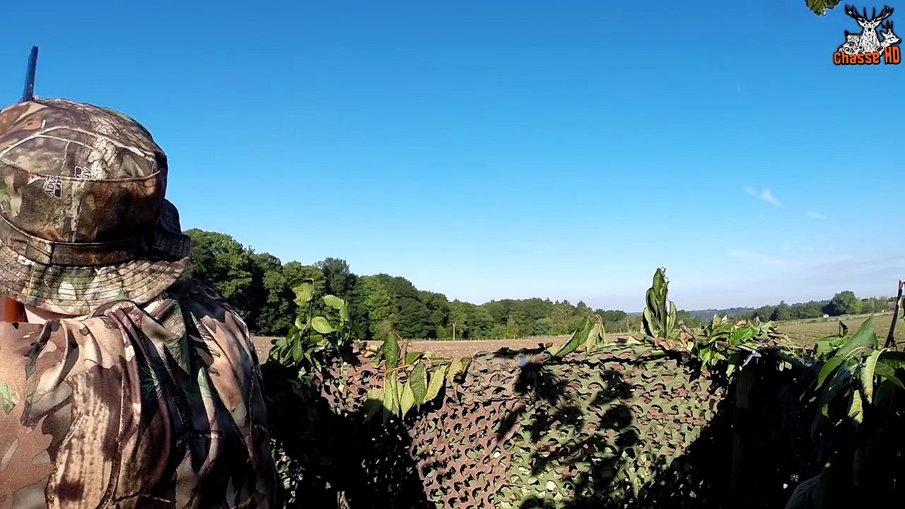 Ouverture de la chasse exceptionnelle aux Pigeons - Multi-Caméras