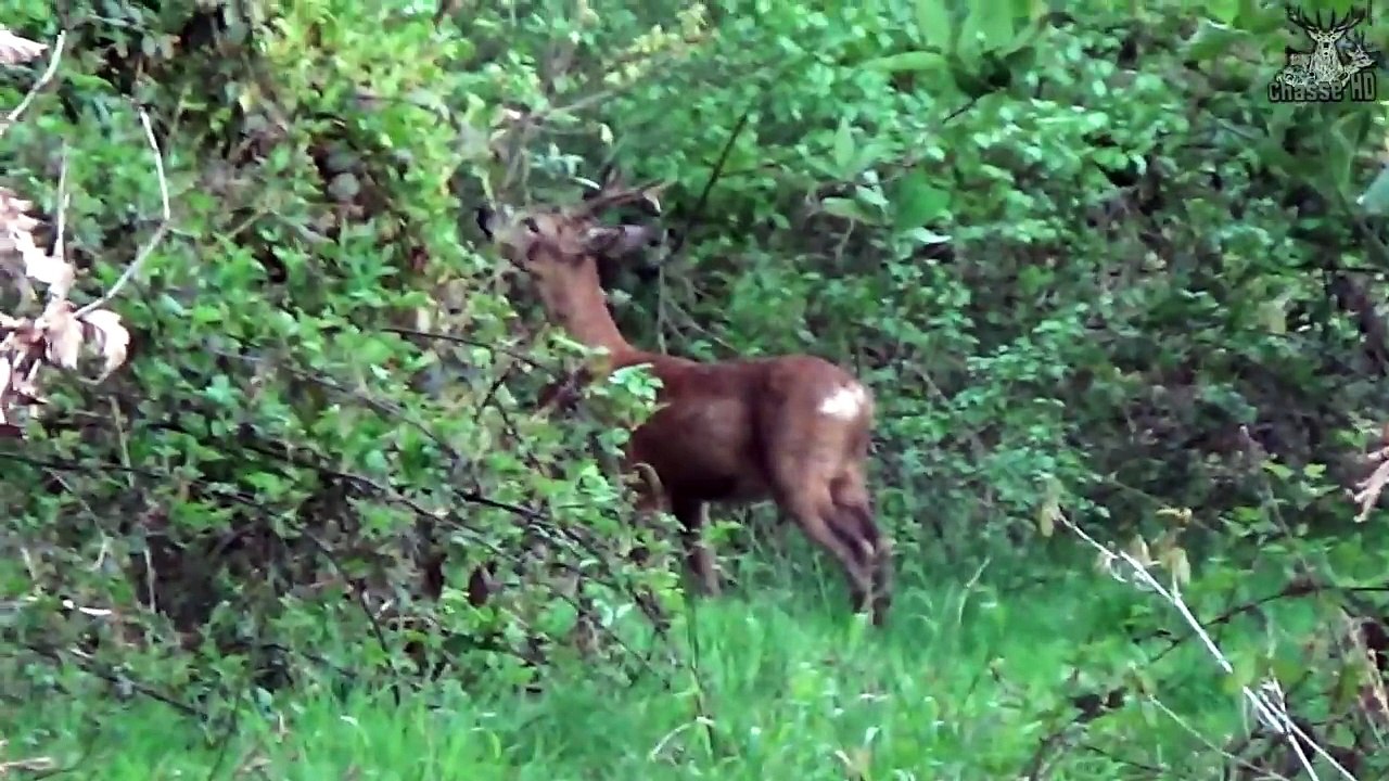 Chasse à l'approche - Brocard, Renard & Sanglier