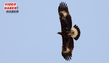 (24 NİSAN 2017) SULTAN SAZLIĞI 10. FOTO SAFARİ YARIŞMASI TAMAMLANDI