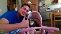 Funny cats. ржачные коты, подборка видео о смешных котах, коты вытворяют, самое смешное видео