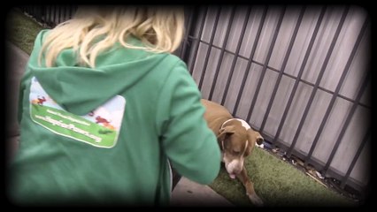 Two dogs abanoned in an industrial area - Meet Boots and Babs!