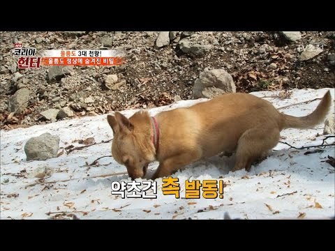 대박! 강아지가 약초를 찾다?! [뉴 코리아 헌터] 47회 20170424