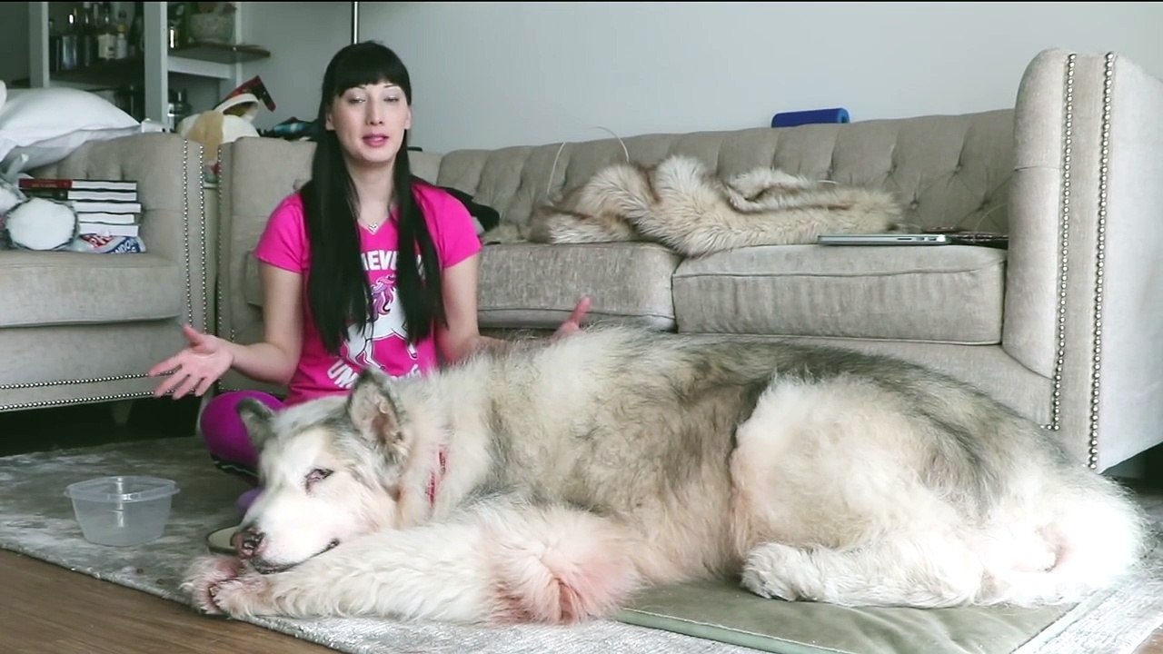 Danny, un chien géant qui vit au Canada