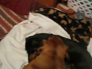Best Bud Dogs Play-Fighting Has Adorable Consequences