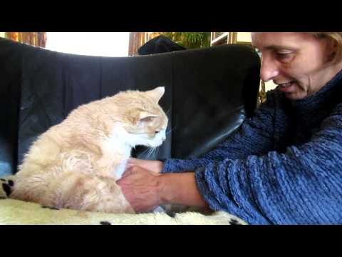 Elderly Cat Loves His Baths
