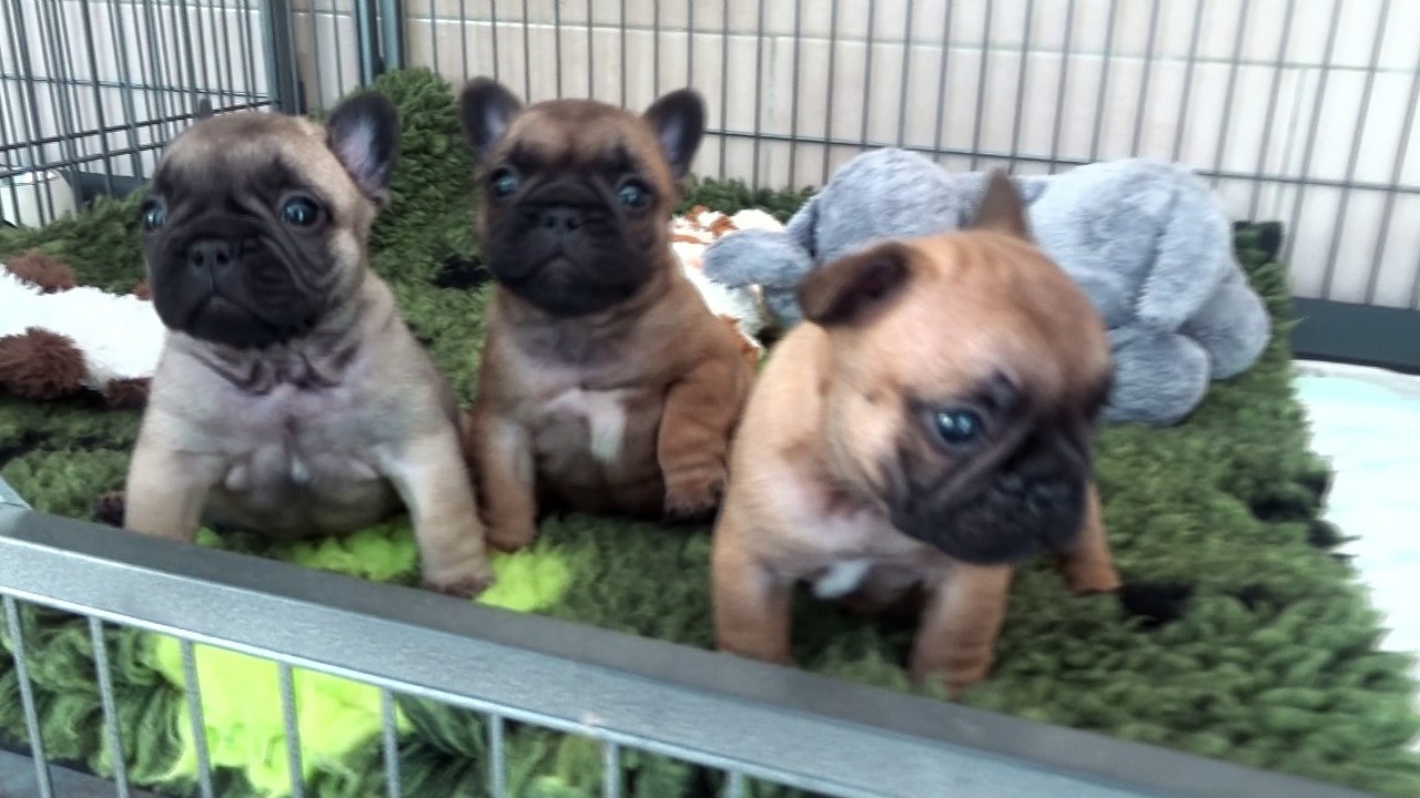 Nala , Nixon et Norton 4 semaines 1/2 !