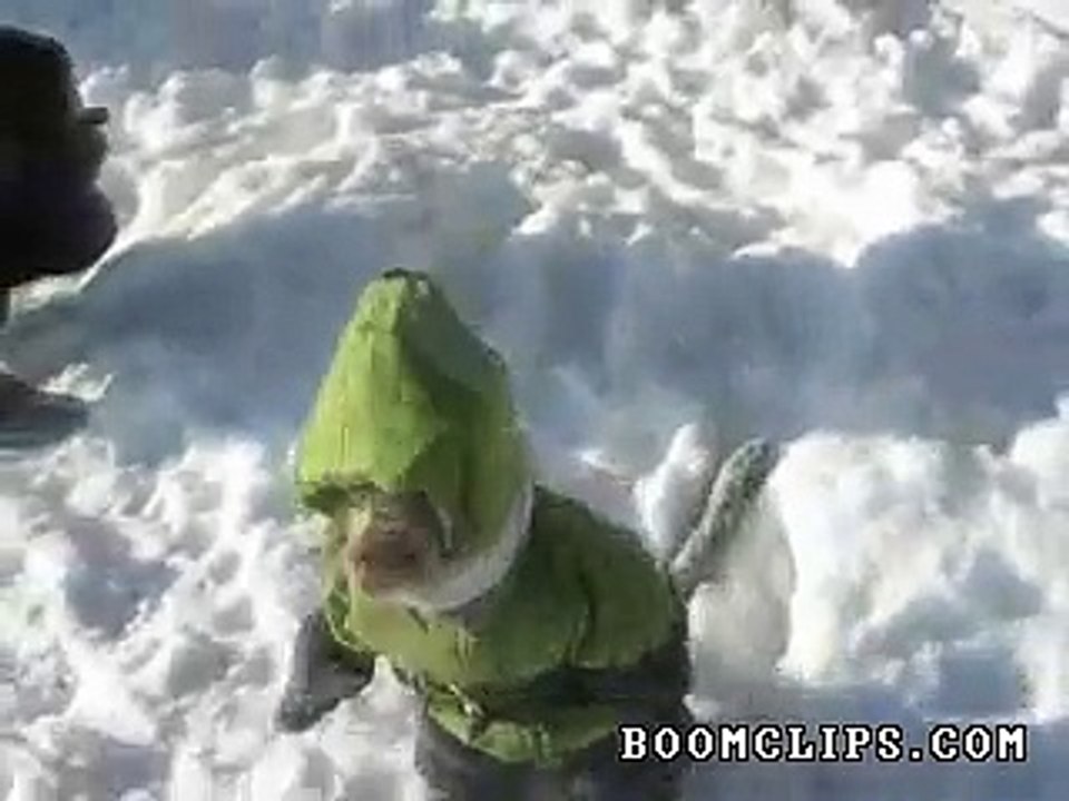Funny Monkey
