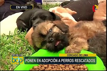 Cercado: animalistas denuncian que personal municipal se llevó mascotas bajo engaños