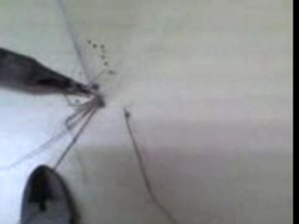 Spider's dead