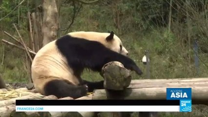 China: Welcome to the pandas' retirement home!