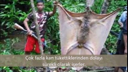 Akılalmaz obur 3 vahşi hayvan