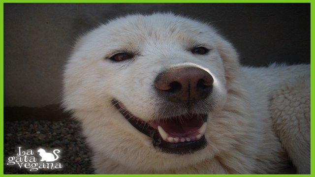 PERROS: ANSIEDAD POR SEPARACIÓN | SÍNTOMAS,TRATAMIENTO Y PREVENCIÓN | PROBLEMAS DE COMPORTAMIENTO