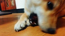 （Friday）愛玩球