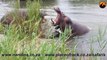 Hippos Fighting for Dominance - Latest Sightings Pty Ltd
