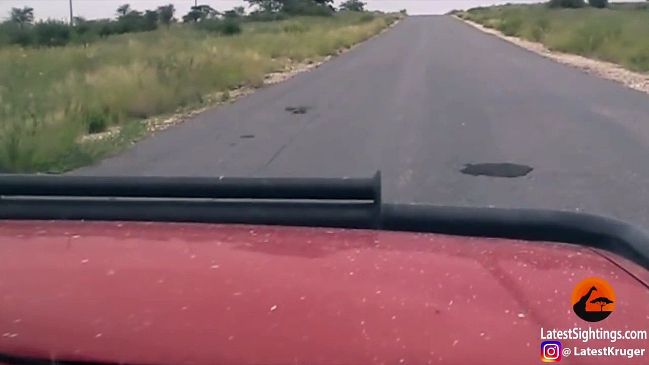 Puff Adder Snakes Mating in the Road - Latest Sightings Pty Ltd