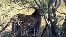 Leopard hunting impala - 29 April 2012 - Kruger Sightings - Latest Sightings Pty Ltd