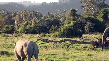 Elephant Shows Rhino Who's Boss! - Latest Sightings Pty Ltd
