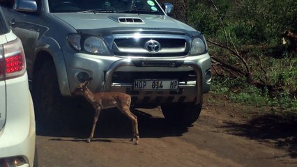 Impala Hides from Cheetah - Original - Latest Sightings Pty Ltd