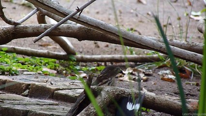 Hawk vs Cuckoo - Latest Sightings Pty Ltd