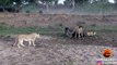 BUFFALO ESCAPES AS LIONS TRY TO CHASE & KILL IT - Latest Sightings Pty Ltd