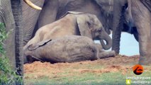 Baby Elephant's Piggy Back Ride Goes Adorably Wrong - Latest Sightings Pty Ltd