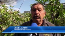 Hautes-Alpes : Les banques, la solution pour sauver les arboriculteurs ?