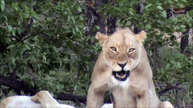Lion SNEEZES Its Opportunity To Kill - Latest Sightings Pty Ltd