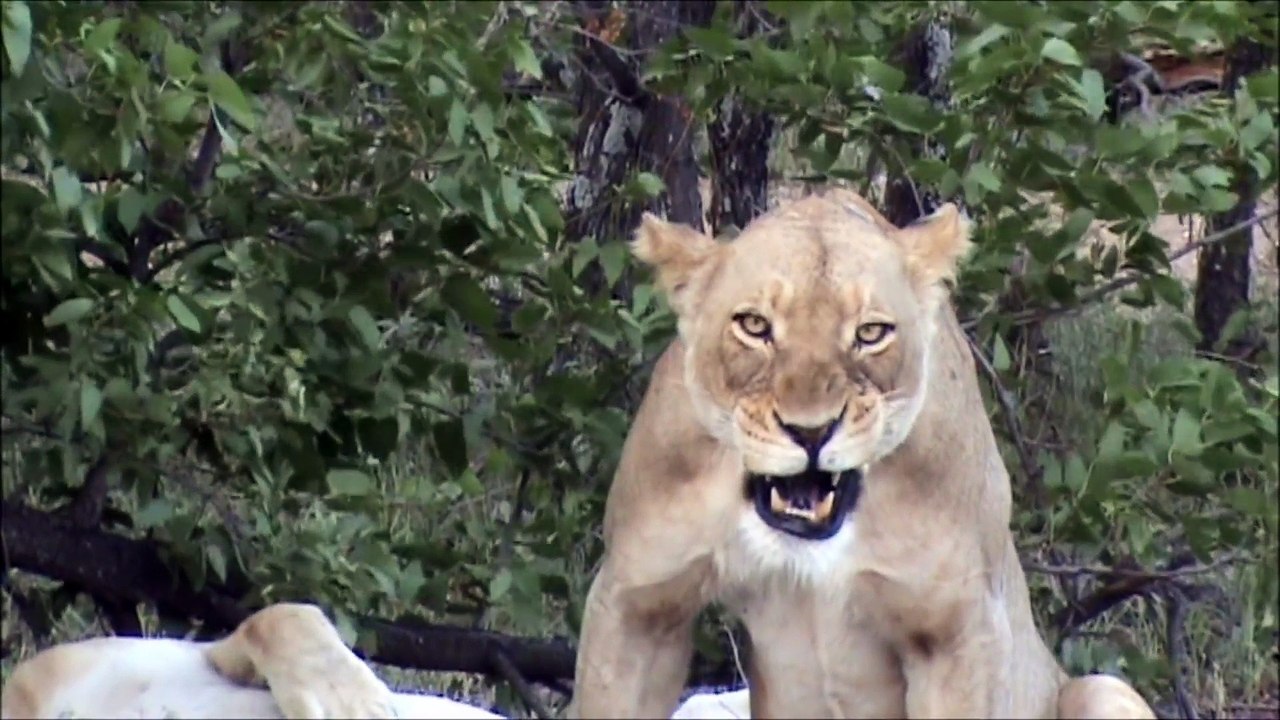 Lion SNEEZES Its Opportunity To Kill - Latest Sightings Pty Ltd
