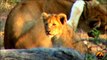 Mega Pride (17+) of Lions - 29 September 2012 - Latest Sightings - Latest Sightings Pty Ltd