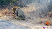 Lions Mating Next to the Road - Extreme Close Up - Latest Sightings Pty Ltd