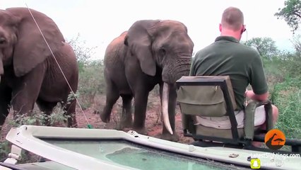 Extremely Close Elephant Encounter - Latest Sightings Pty Ltd