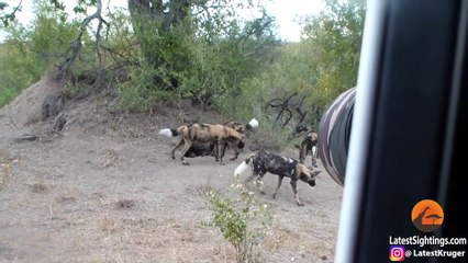 Wild Dog Puppies Emerge for the First Time - Super Cute! - Latest Sightings Pty Ltd