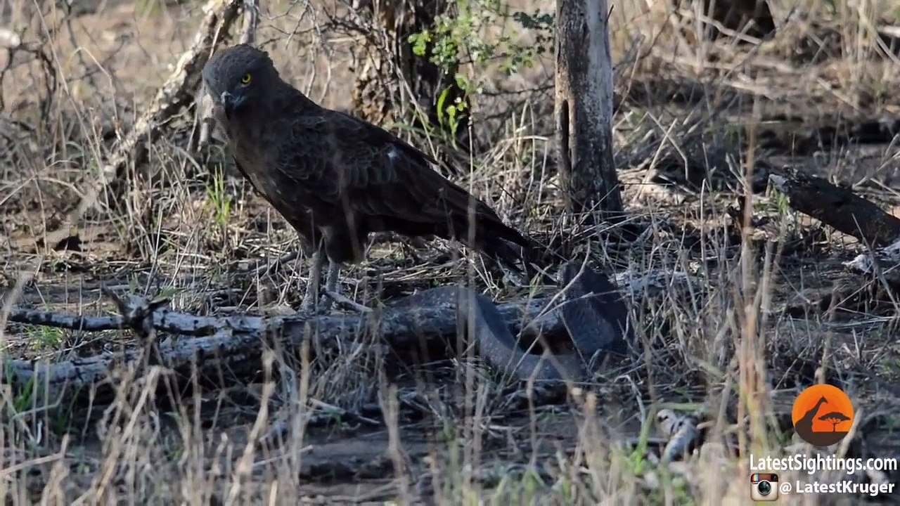 Cobra vs Brown Snake Eagle - Latest Wildlife Sightings - Latest Sightings Pty Ltd