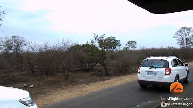 Leopard Kills Warthog & Lion Steals It! - Latest Sightings Pty Ltd