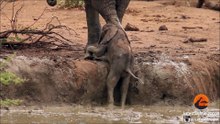 Elephant Herd Helps Rescue a Calf That's Stuck in a Waterhole - Latest Sightings Pty Ltd