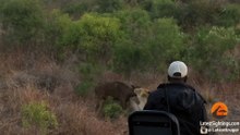 Battle Between Lions & a Buffalo With Calf - Latest Sightings Pty Ltd