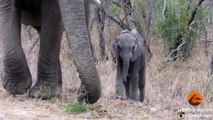 Mother Elephants Protects Calf From Tourists - Latest Sightings Pty Ltd