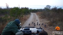 Surprise Leopard Hunt in Front of Safari Vehicle Caught on Camera - Latest Sightings Pty Ltd