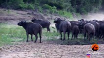 Lions Attack & Bring Down Buffalo | Absolutely Crazy Ending! - Latest Sightings Pty Ltd