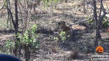 When the Leopard Lies Down With the (Impala) Lamb - Latest Sightings Pty Ltd