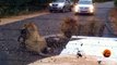 2 Male Lions Kill Kudu in the Middle of the Road - Latest Wildlife Sightings - Latest Sightings Pty Ltd