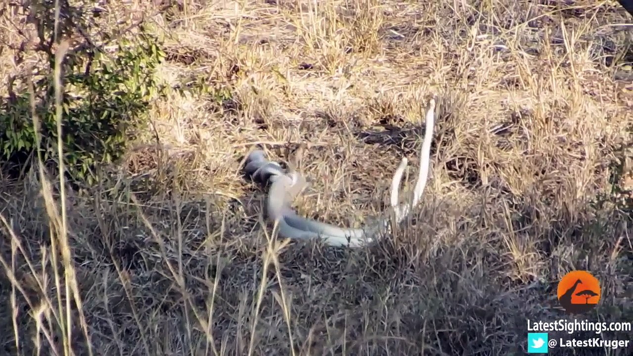 Mating Black Mamba Snakes - Latest Sightings Pty Ltd
