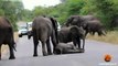 Herd of Elephants Help an Elephant Calf After Collapsing in the Road - Latest Sightings Pty Ltd