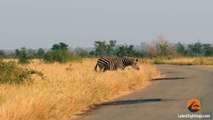 Lions Miss the Easiest Zebra Meal Ever! - Latest Wildlife Sightings - Latest Sightings Pty Ltd