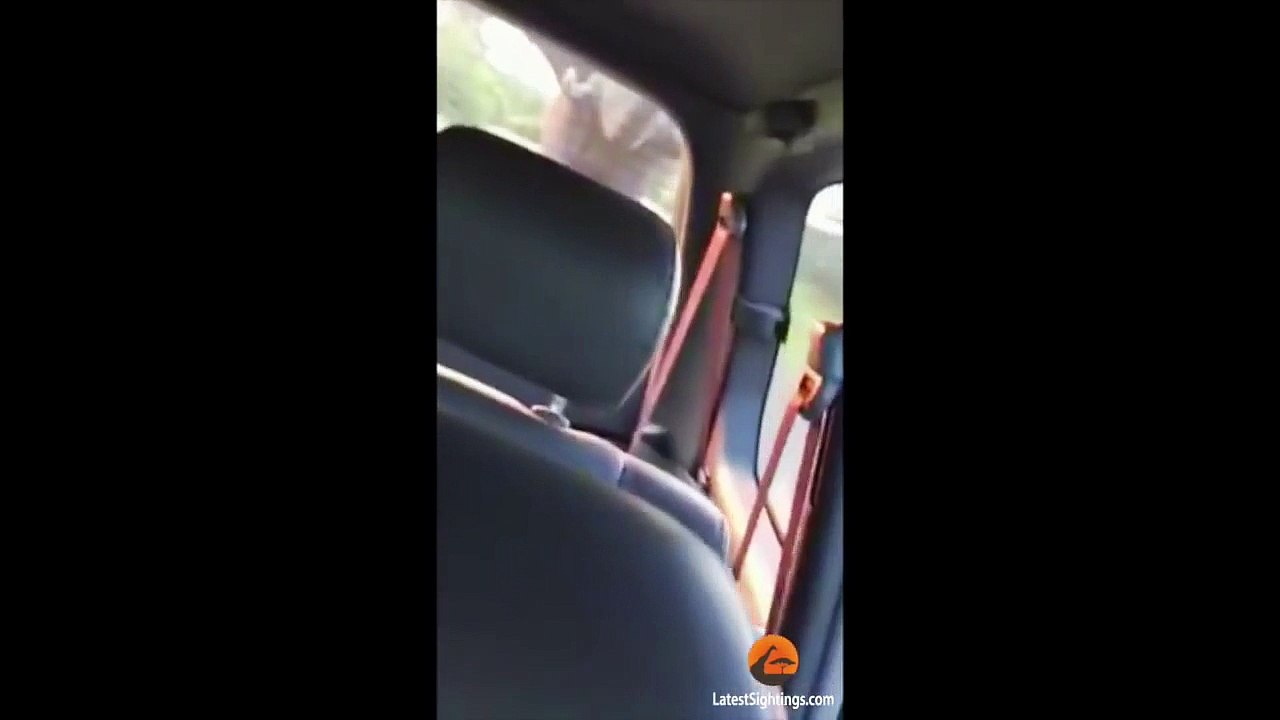 Stuck Between 2 Elephants in Musth - Latest Wildlife Sightings - Latest Sightings Pty Ltd